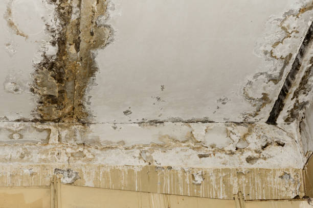 Best Mold-Related Health Consultation  in Fraser, MI