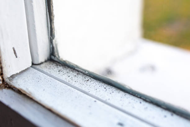 Best Mold Damage Restoration  in Fraser, MI