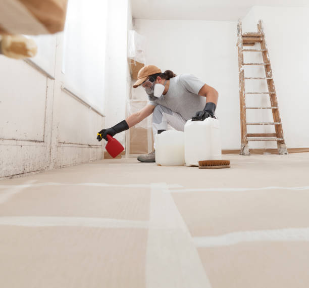 Trusted Fraser, MI Mold Removal Experts